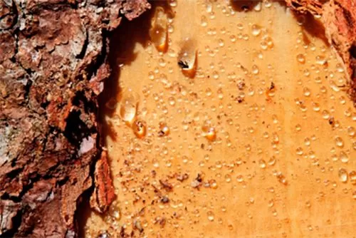 живичный скипидар