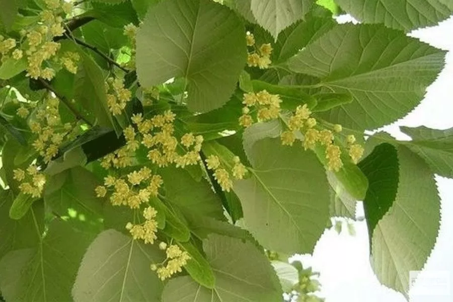 Строительство из липы