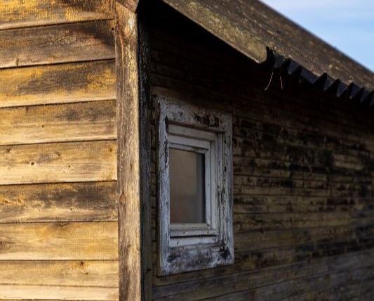 Причины поражения дерева Причины поражения дерева