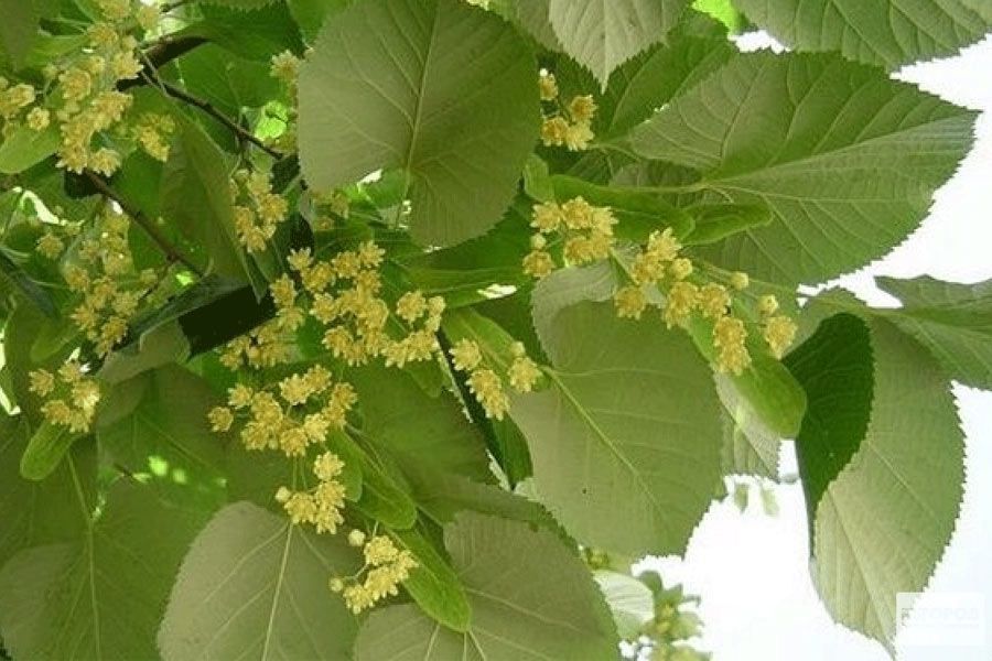 Строительство из липы