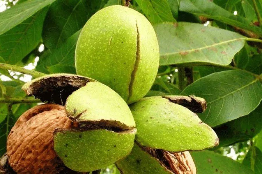 Грецкий орех – дерево жизни. Посадка, выращивание и уход